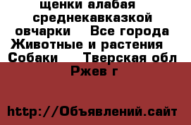 щенки алабая ( среднекавказкой овчарки) - Все города Животные и растения » Собаки   . Тверская обл.,Ржев г.